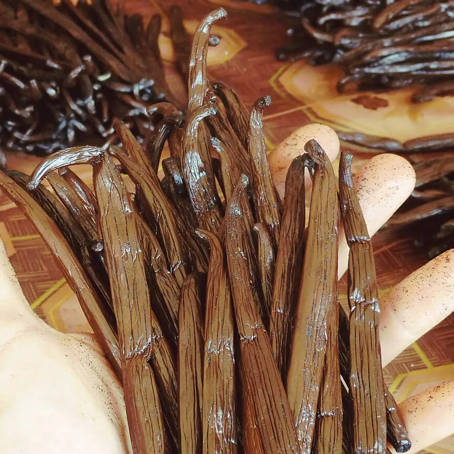 Favas de baunilha Bourbon curadas